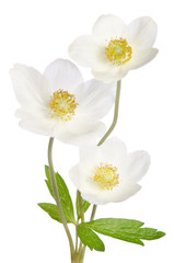 White anemone flowers  isolated on white background