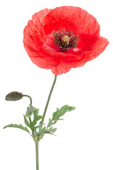Fototapeta premium single red poppy isolated on white
