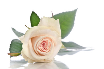 beautiful single cream rose lying down on a white background