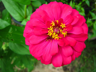 zinnia