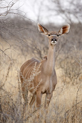 Kudu-Antilope in Namibia