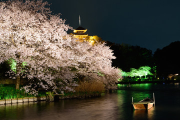 Cherry blossoms at the Sankeien garden in Yokohama, Kanagawa, Japan