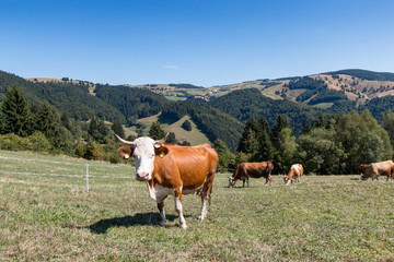 Kühe in herrlicher Landschaft