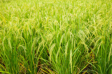 Fototapeta na wymiar Rice fields in Thailand