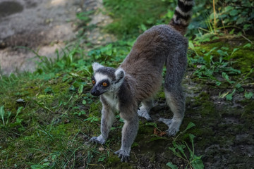 lemur