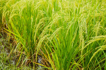 Rice fields in Thailand
