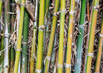 Many Bamboo