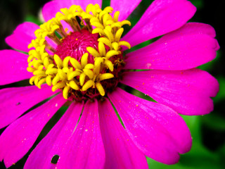 zinnia