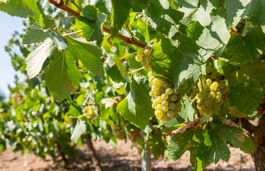 Grapes on a vineyard
