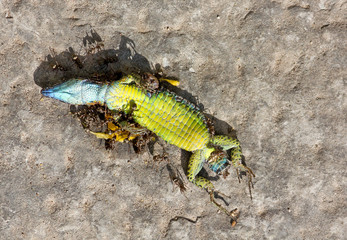 Dead Reptile Eaten By Ants