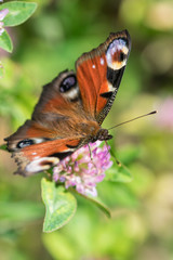 European Peacock butterfly 