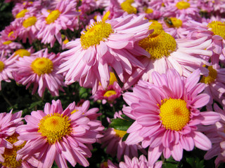 Pink daisy mums with yellow center