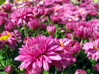 Obraz premium Purple pink chrysanthemums