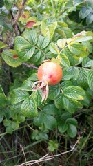 Rosehip