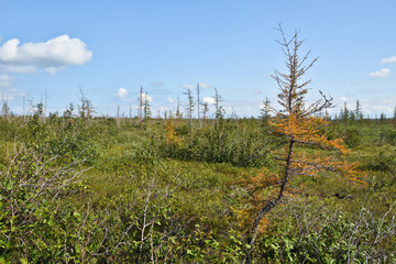 Tundra on the Taimyr Peninsula.