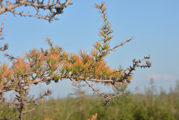 Yellowing larch in the Taimyr tundra.
