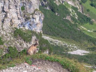 Wild Chamois in the high mountains of Tyrol