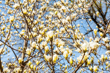 Some magnolia flowers