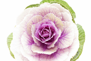 single flower of Brassica oleracea on white background