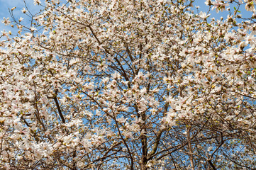 Some magnolia flowers