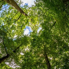 looking up in large green trees