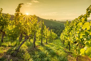 Foto op Plexiglas Geel Zonnestralen bij zonsopgang in de wijngaard
