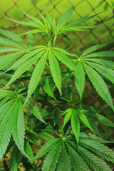 Naklejka na ściany i meble marijuana plant..