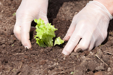Planting of salad.