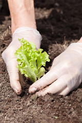 Planting of salad.