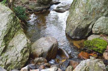 forest creek.