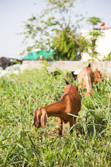 Goat eating grass