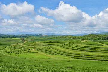 Fototapeta na wymiar Tea plantaion whit sky