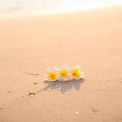 Fototapeta na wymiar Flower on the sand
