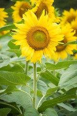 portrait of a sunflower