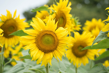 portrait of a sunflower in focus