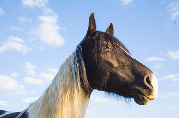 Primo piano di un cavallo contro il cielo azzurro