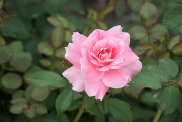 light Pink Rose in Garden