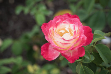 Beautiful rose flowers in garden