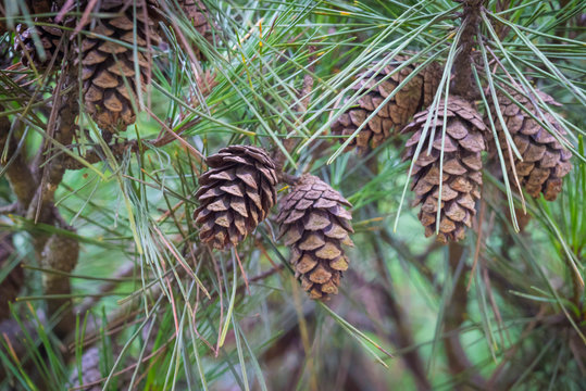 Pine trees with fresh brown pine cones in focus
