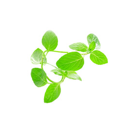 mint leaves
