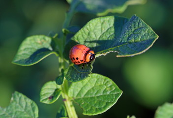 Bug the wrecker on potatoes leaves