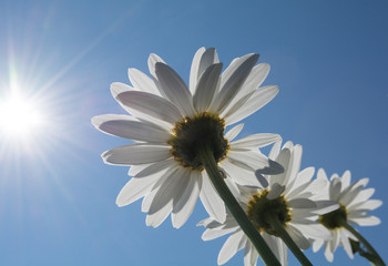 Sunshine through a group of daisies