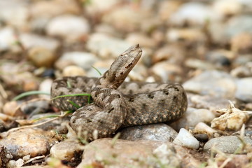beautiful juvenile nose horned viper