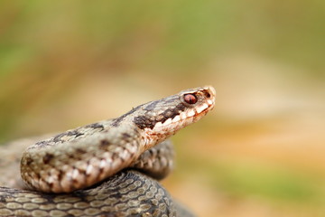 closeup of a beautiful vipera berus