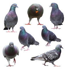 collection of isolated pigeons
