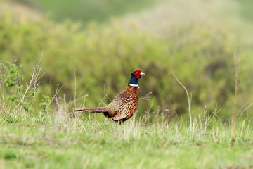colorful male pheasant in the field