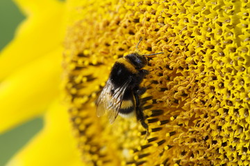 Sonnenblume mit Hummel © rb0