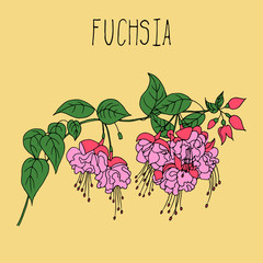 Hand drawing illustration of fuchsia.