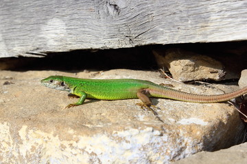 male european green lizard