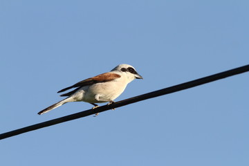 male red backed shrike